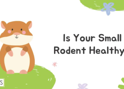 Is Your Small Rodent Healthy?