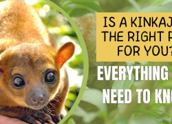 Is a Kinkajou the Right Pet for You? What You Need to Know