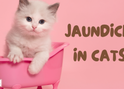 Jaundice in Cats