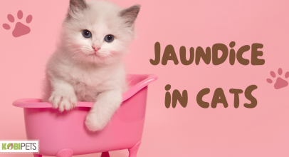Jaundice in Cats
