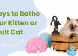 Ways to Bathe Your Kitten or Adult Cat