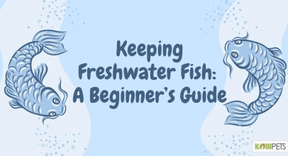 Keeping Freshwater Fish: A Beginner’s Guide