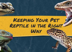 Keeping Your Pet Reptile in the Right Way