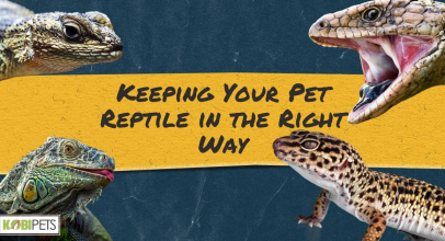 Keeping Your Pet Reptile in the Right Way