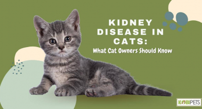 Kidney Disease in Cats: What Cat Owners Should Know