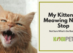 Why Is My Kitten Meowing Excessively?