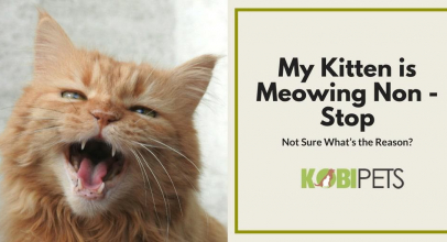 Why Is My Kitten Meowing Excessively?