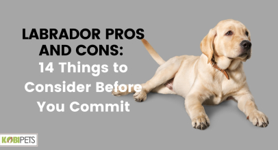 Labrador Pros and Cons: 14 Things to Consider Before You Commit