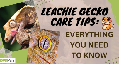 Leachie Gecko Care Tips: Everything You Need To Know