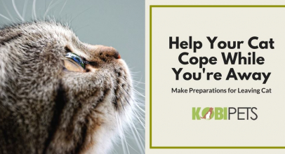 How to Help Your Cat Cope While You’re on Vacation?