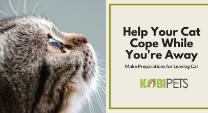 How to Help Your Cat Cope While You’re on Vacation?