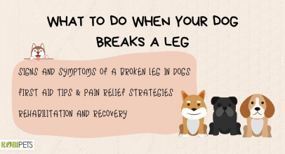 What to Do When Your Dog Breaks a Leg