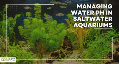 Managing Water pH in Saltwater Aquariums