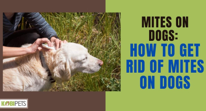 Mites On Dogs: How to Get Rid of Mites on Dogs