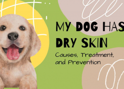 My Dog has Dry Skin: Causes, Treatment, and Prevention