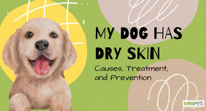 My Dog has Dry Skin: Causes, Treatment, and Prevention