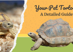 Your Pet Tortoise – A Detailed Guide