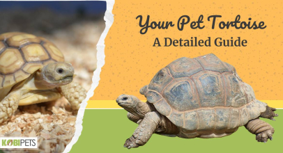 Your Pet Tortoise – A Detailed Guide
