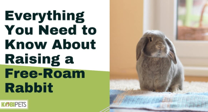 Everything You Need to Know About Raising a Free-Roam Rabbit