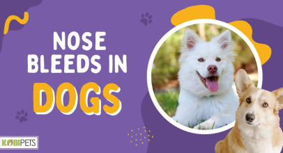 Nose Bleeds in Dogs