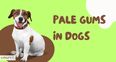 Pale Gums in Dogs