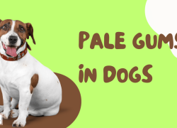Pale Gums in Dogs