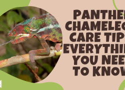 Panther Chameleon Care Tips: Everything You Need To Know