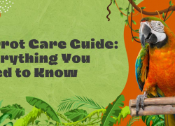 Parrot Care Guide: Everything You Need to Know