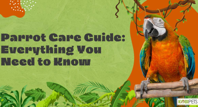 Parrot Care Guide: Everything You Need to Know