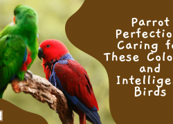 Parrot Perfection: Caring for These Colorful and Intelligent Birds