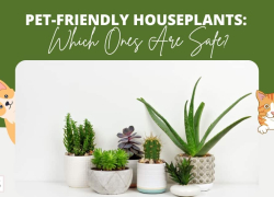 Pet-Friendly Houseplants: Which Ones Are Safe?