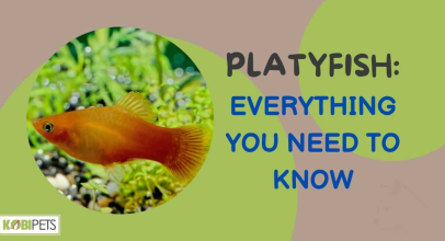 Platy Fish: Everything You Need To Know