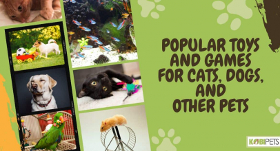 Popular Toys and Games For Cats, Dogs, and Other Pets