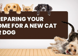 Preparing Your Home for a New Cat or Dog