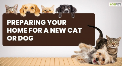 Preparing Your Home for a New Cat or Dog