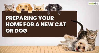 Preparing Your Home for a New Cat or Dog