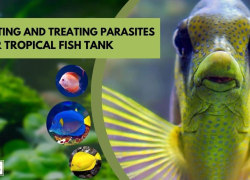 Preventing and Treating Parasites in Your Tropical Fish Tank