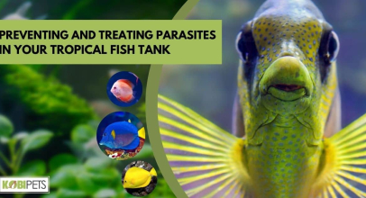 Preventing and Treating Parasites in Your Tropical Fish Tank