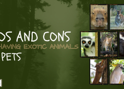 Pros and Cons Of Having Exotic Animals As Pets