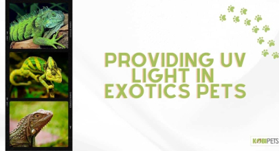 Providing UV Light in Exotics Pets