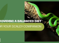Providing a Balanced Diet for Your Scaley Companion