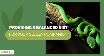 Providing a Balanced Diet for Your Scaley Companion