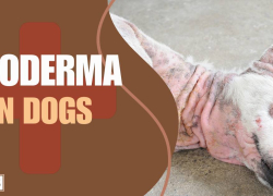 Pyoderma in Dogs