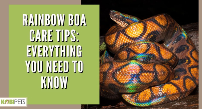 Rainbow Boa Care Tips: Everything You Need To Know
