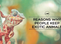 5 Reasons Why People Keep Exotic Animals