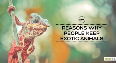 5 Reasons Why People Keep Exotic Animals