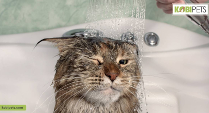 Why Does My Cat Stink?