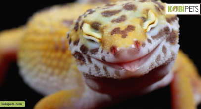 A Guide to Pet Geckos