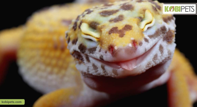A Guide to Pet Geckos