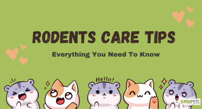 Rodents Care Tips: Everything You Need To Know